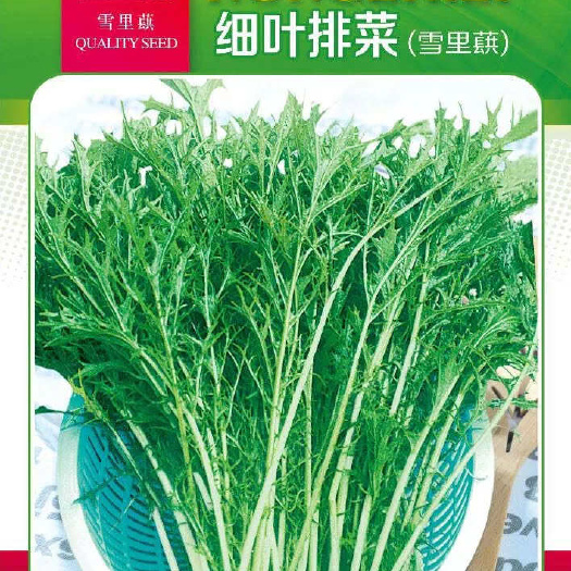 株洲细叶排菜