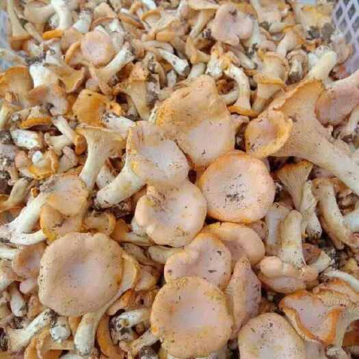 随州鸡油菌