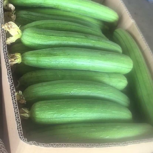南通丝瓜油皮丝瓜
