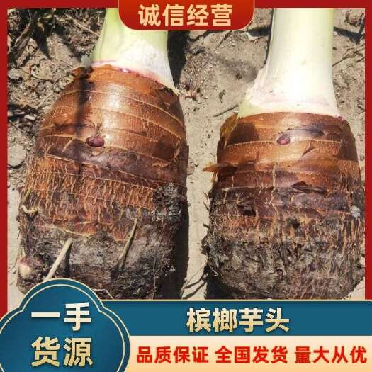 钟山县广西粉芋，荔浦芋头，福建芋，产地直发，一手货源