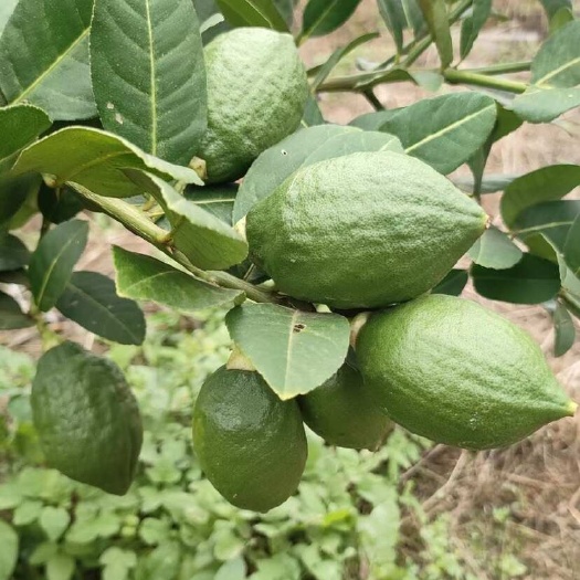 翁源县广东无籽香水柠檬【次一级果】新鲜手打柠檬香味浓奶茶饮品店用