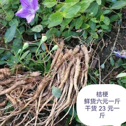 板蓝根
