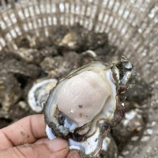 诏安县珍珠蚝 福建一口蚝  网红蚝 规格齐全 肥度 新鲜肥美