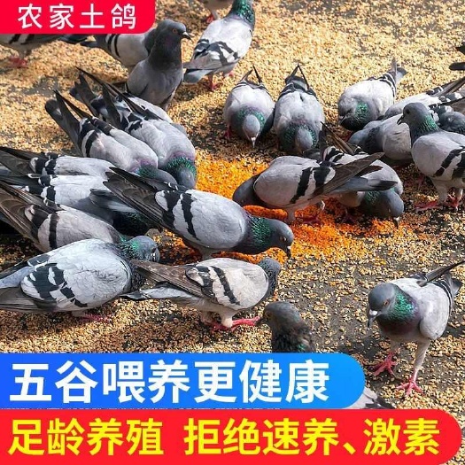 新鲜土鸽乳鸽散养乳鸽滋补炖汤冰鲜发货新鲜散养乳鸽鸽子