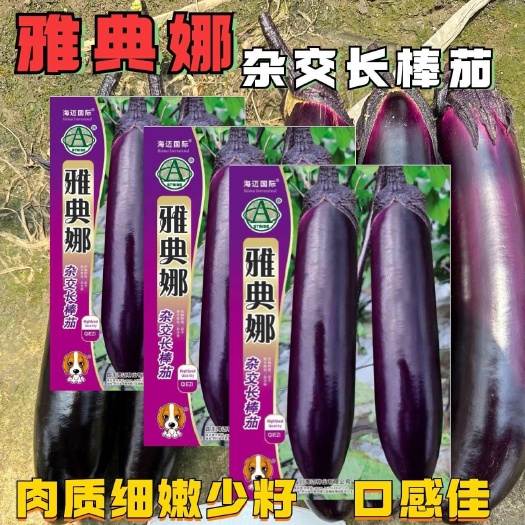 沭阳县雅典娜茄子种子中早熟长棒型紫黑亮丽肉质嫩顺直茄籽大田蔬菜种孑