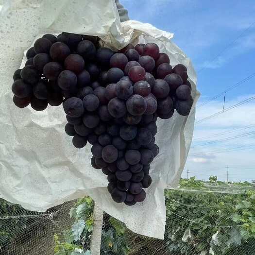 天津葡萄