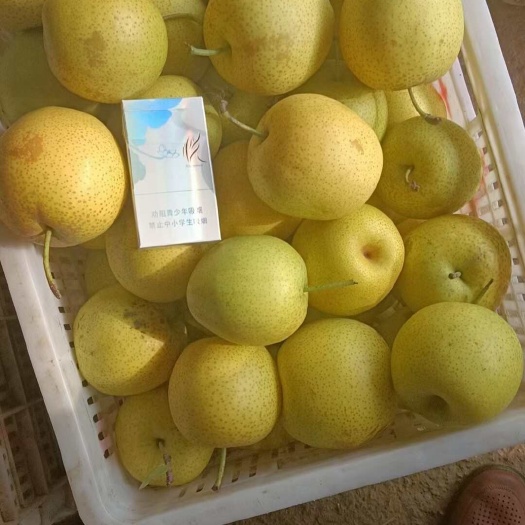 高密市個(gè)大，脆甜，皇冠梨