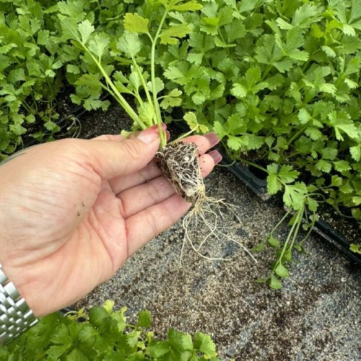 阜城县200穴单颗穴盘芹菜苗，法国皇后原包装好品种，大量供应，