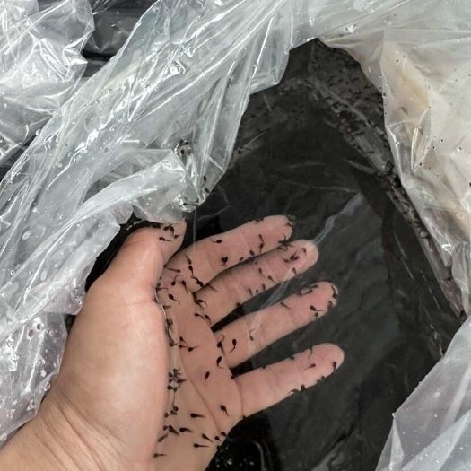 牛蛙种苗自家养殖，品种纯正！欢迎来场参观定购！价格以实际为准