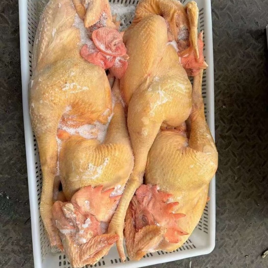 平舆县大冠黄公鸡
