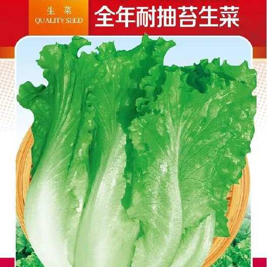 株洲全年耐抽生菜