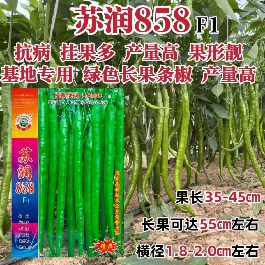 沭阳县辣椒种子苏润858线椒种子早熟抗病待长果产量高口感好采收期长