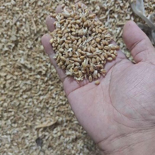 临泉县七千斤小麦出售