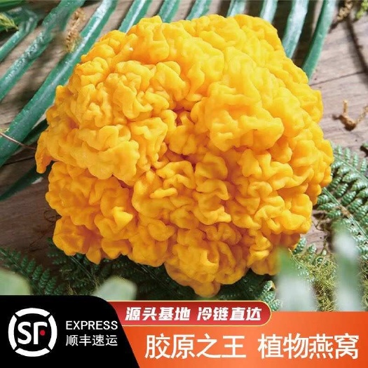 广州金耳顺丰包邮5斤起发货大量批发广州发货