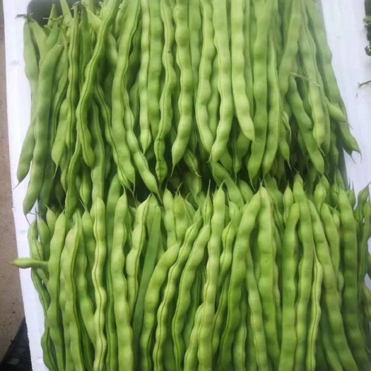 弥勒市豆角