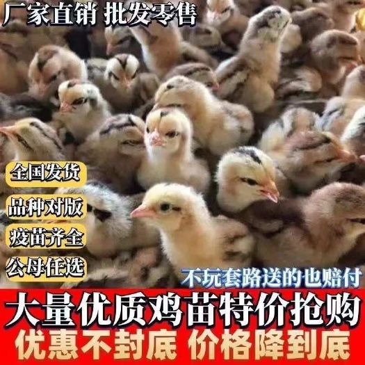 中江县四川麻鸡苗保防疫保运输保成活率货到满意付款诚信服务
