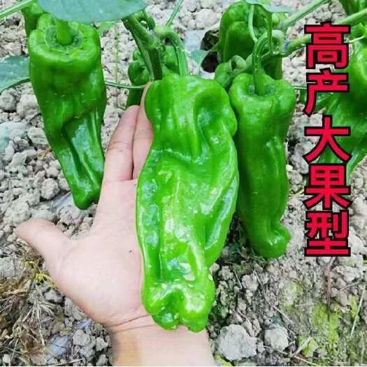 寿光市辣椒苗寿光蔬菜苗杭椒线椒螺丝椒尖椒牛角椒朝天椒皱皱辣薄皮椒