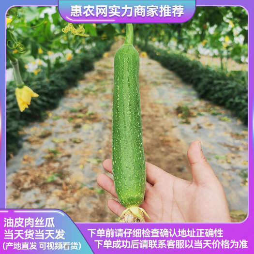 精品丝瓜 淮安肉丝瓜 短丝瓜 一手货源 产地直发 质量保证