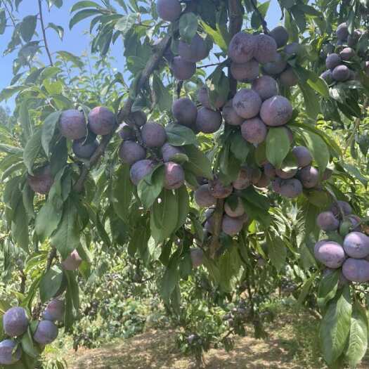 苍溪县脆红李