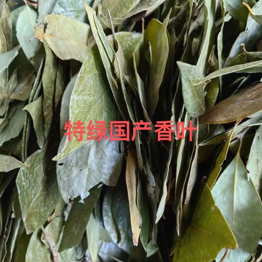 玉林香叶 国产特绿香叶