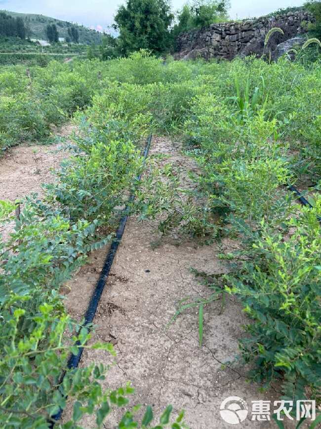 双仁酸枣苗纯野生培育大型基地种植技术推广品种