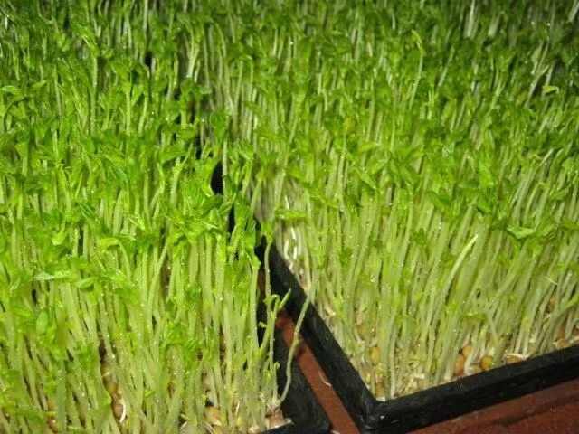 平邑县亲手培育的豌豆苗，鲜嫩欲滴，满满的成就感