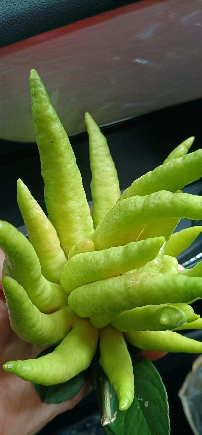 佛手果