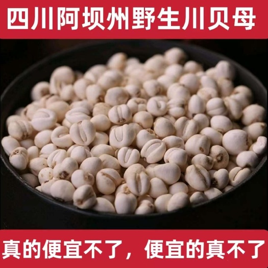 成都【四川发货】无硫川贝母贝母松贝母可打粉道地药材川贝母包邮