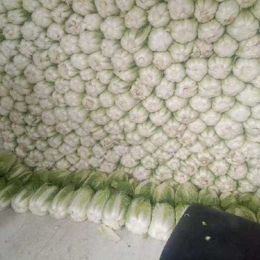 岢岚县白菜