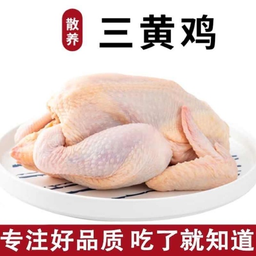 童子鸡三黄鸡农家散养土鸡整只笨鸡月子鸡新鲜活杀冷冻三黄鸡