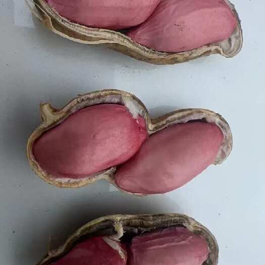 新郑市花育