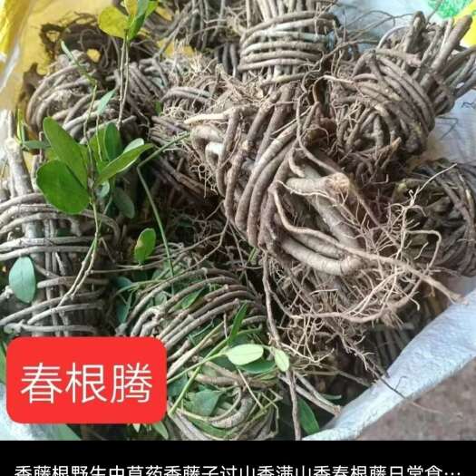龙南市春根藤中草药过山香满山香春根藤日常食用汤料酒店炖汤