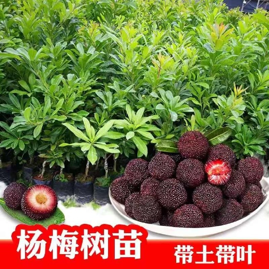 灵山县杨梅果树嫁接东槐杨梅果树苗