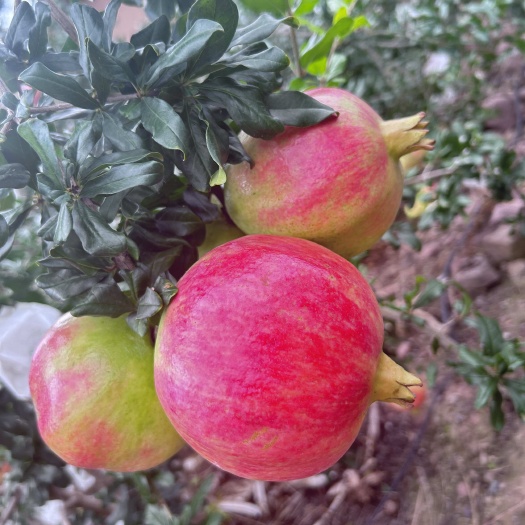 会理突尼斯软籽石榴，
