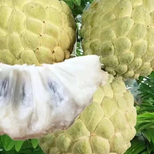 海口海南大目释迦果大量供应批发代发