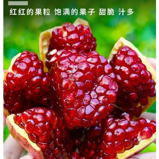 会理市石榴