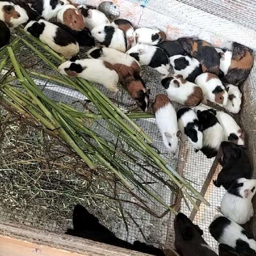 漳州花豚鼠