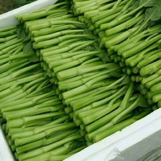 上海精品菜芯，寻找食堂，一年四季都有货