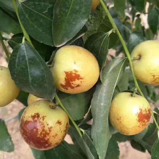 大荔县冬枣