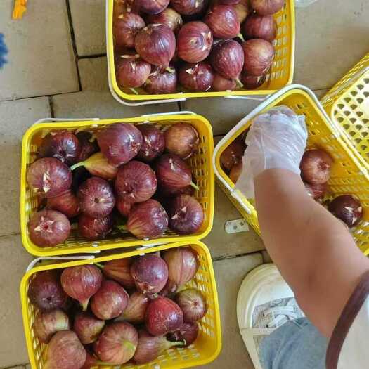 德州波基红无花果