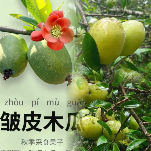 芒市皱皮木瓜