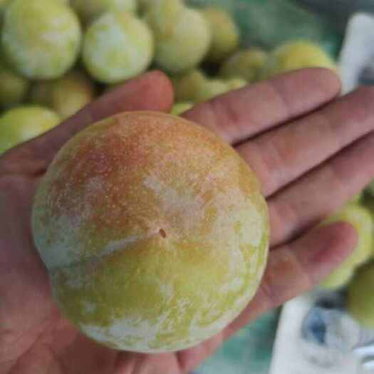 昌乐县新成熟上市秋季李子