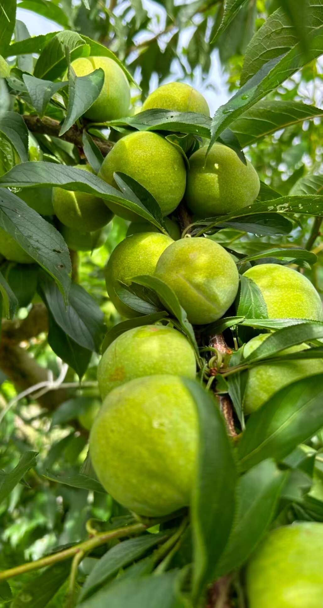 產(chǎn)地青脆李，紅脆李大量上市了可代辦代發(fā)