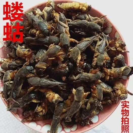 肇东市蝼蛄