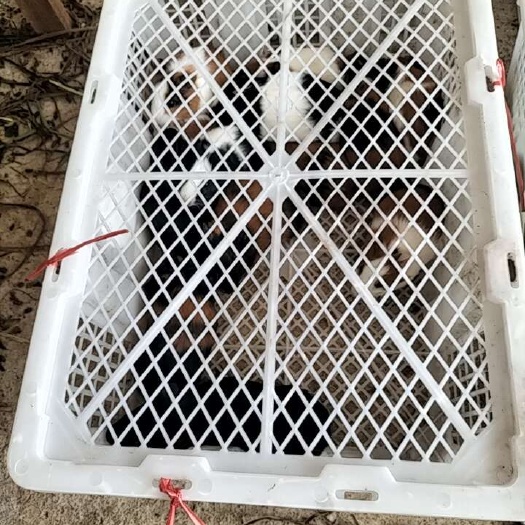 漳州漂亮花豚鼠