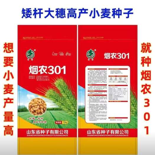 烟农301，烟台农科院精心打造，矮秆，大穗，抗病，品质优！