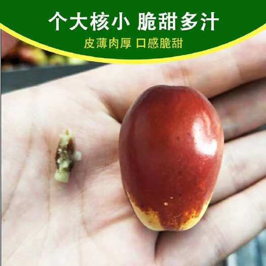 焦作鲜枣
