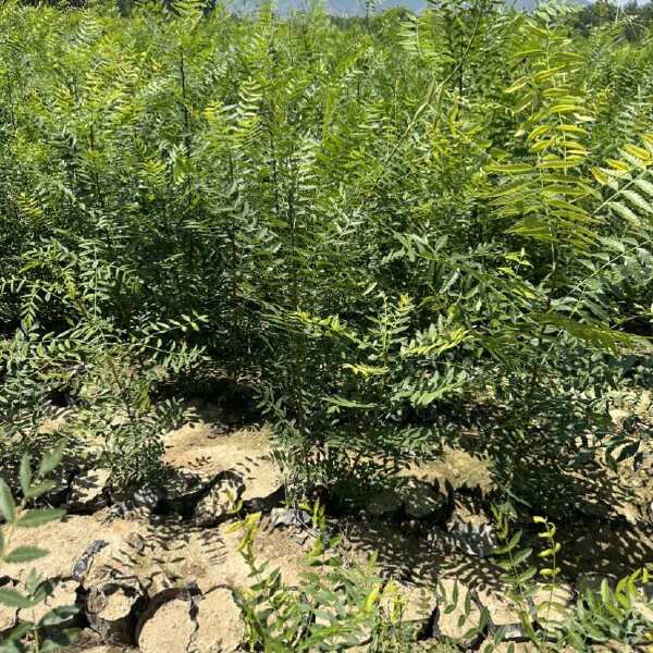 荒山造林文冠果杯苗