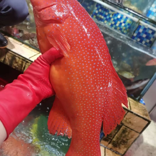 海口海南东星斑冷冻抽真空超低温速冻养殖场出塘价格
