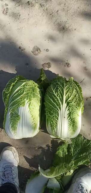 肇州县黄心大白菜